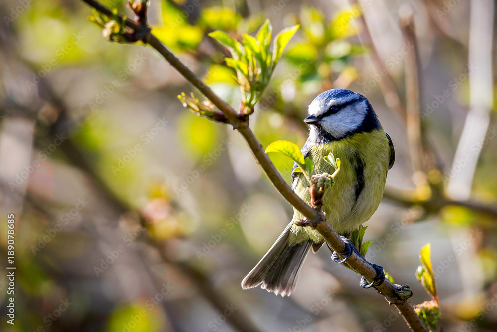 Naklejka premium Close up of Blue Tit on branch in garden