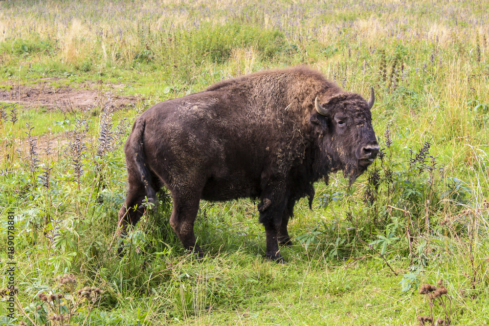 Кавголовский лесопарк