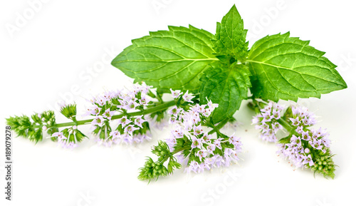 purple peppermint flowers isolated on white