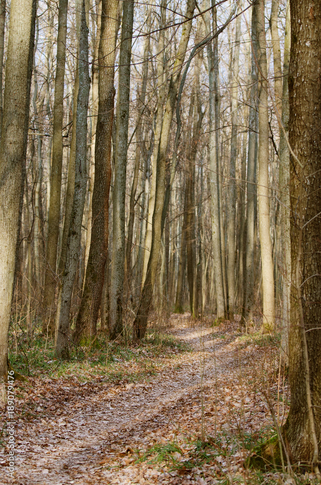 Deciduous forest in the fall. Road of dry leaves among young oak trees. Autumn seasonal background. Deciduous forest in the fall. Road of dry leaves among young oak trees. Autumn seasonal background.