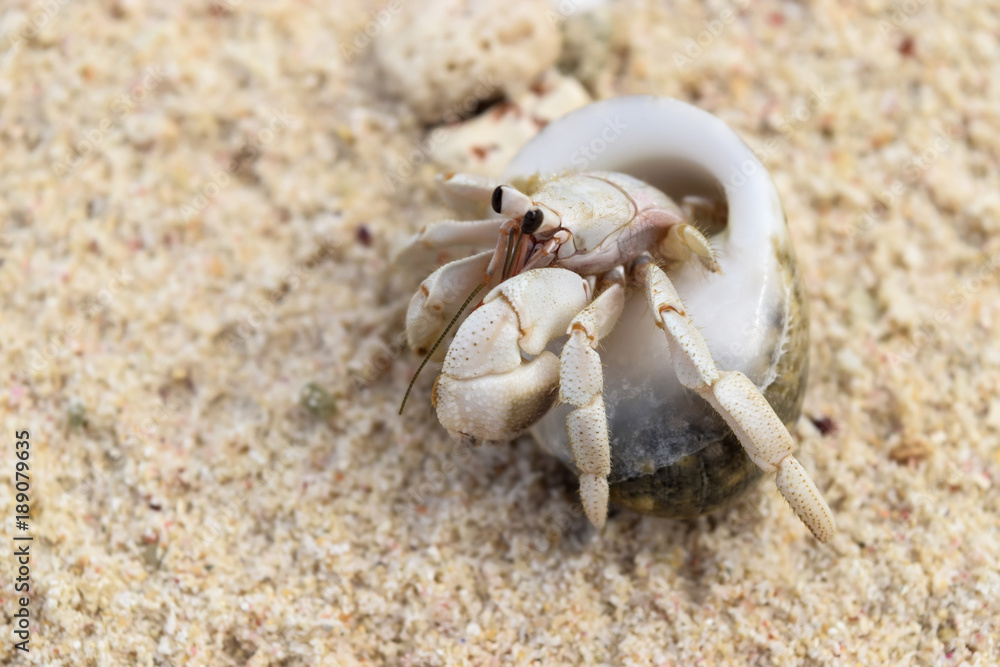 Hermit Crab