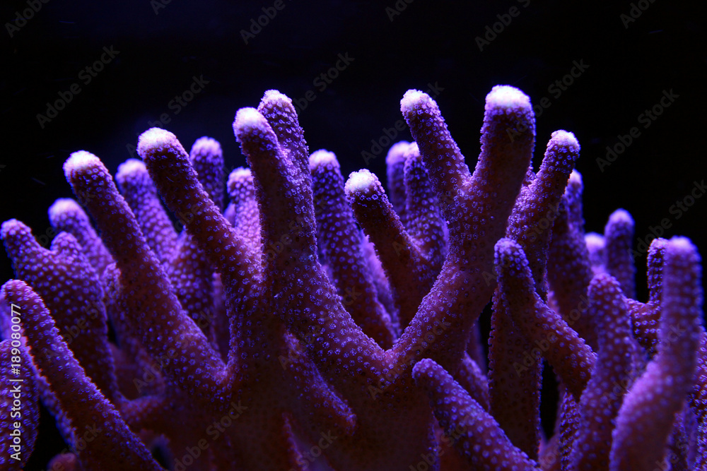 Fototapeta premium Large stony coral