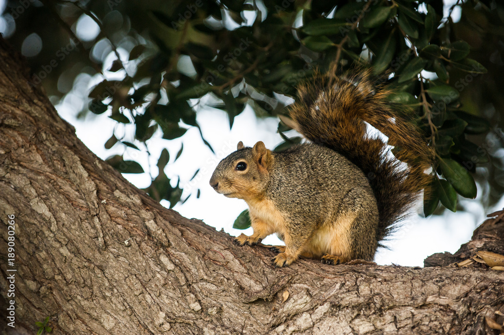 Furry squirrel perched in a tree being cautious while foraging for winter food. Furry squirrel perched in a tree being cautious while foraging for winter food.