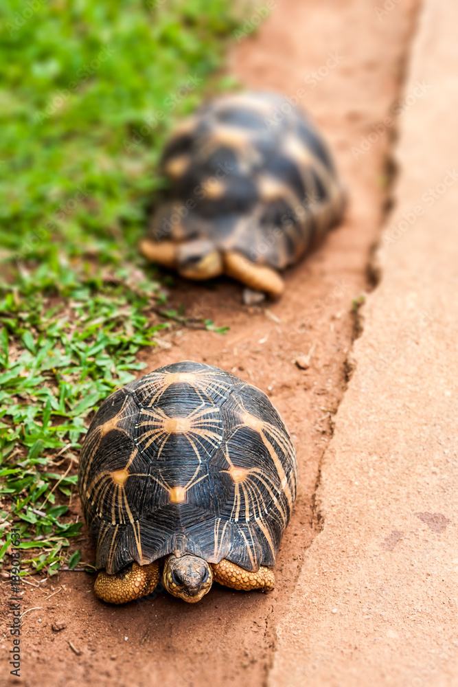 Obraz premium Radiated tortoise