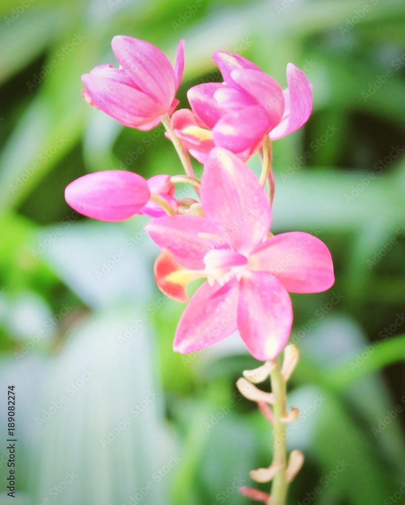 Obraz premium Fresh Pink Jatropha Integerrim or Peregrina Flowers