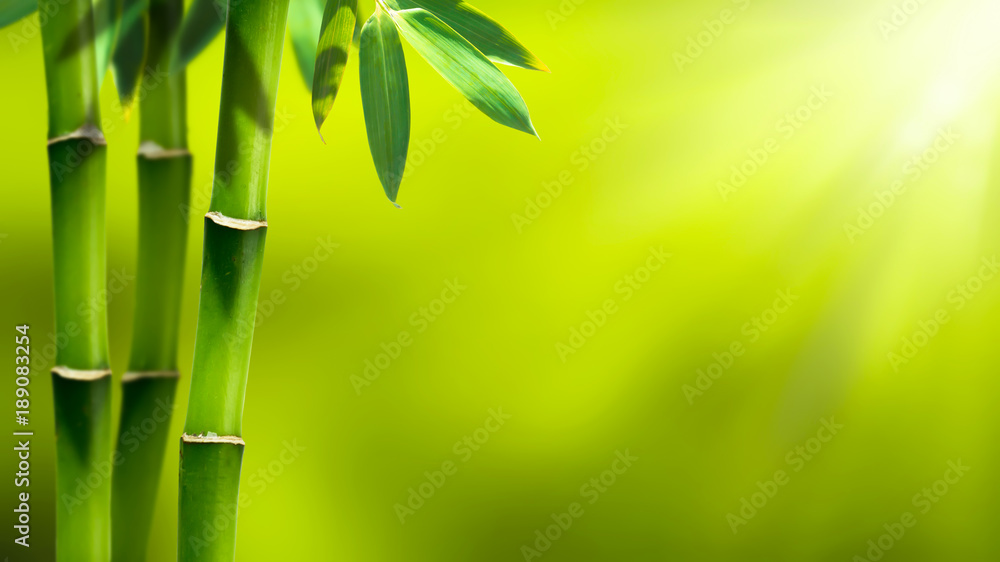 Naklejka premium Bambus w słońcu abstrakcyjny tło