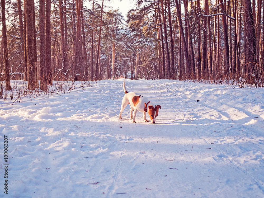 A puppy of the jack russell terrier walks in the winter pine forest and sniffs a trail on the trail A puppy of the jack russell terrier walks in the winter pine forest and sniffs a trail on the trail