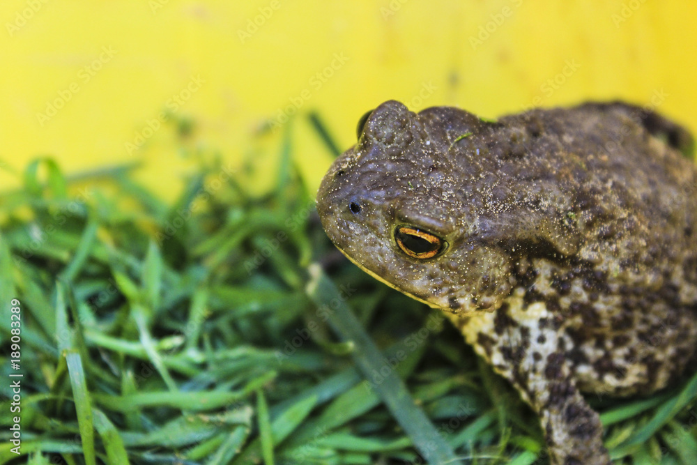 Fototapeta premium Назия