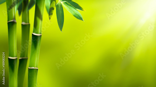 bambus in der sonne abstrakter hintergrund