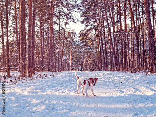 Puppy of jack russell terrier walks in a winter pine forest and looks playfully at the path