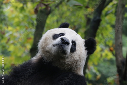 Fototapeta Naklejka Na Ścianę i Meble -  Fluffy Playful Giant Panda in China
