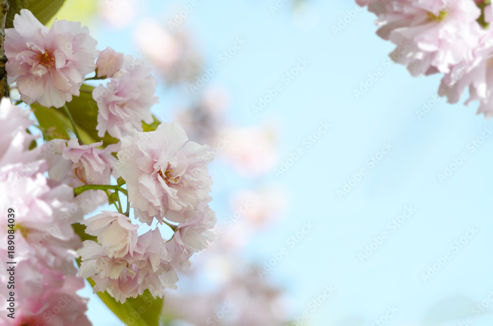 Obraz Romantyczny ślubu lub prezenta tła karta z Sakura kwitnie w wiośnie. Piękne delikatne różowe kwiaty pod światłem słonecznym