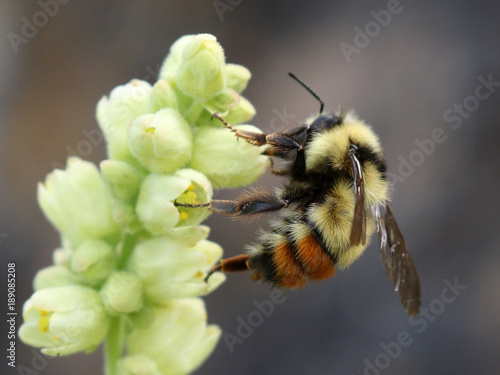 Central Bumblebee - Bombus centralis