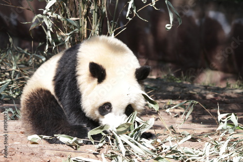 Fototapeta Naklejka Na Ścianę i Meble -  Giant Panda Cub in China