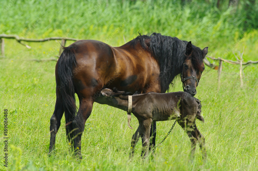 The foal drinks milk from a peasant mare.
