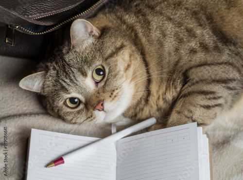 Fototapeta Naklejka Na Ścianę i Meble -  The cat is lying with an open diary. Selective focus.