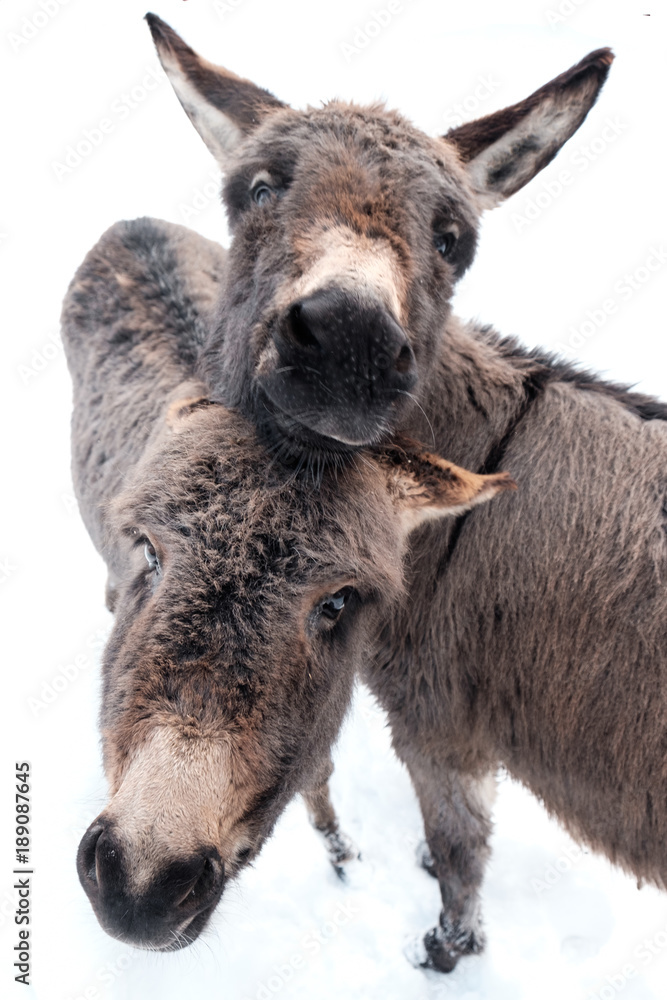 Zwei Eseln kuscheln sich im Winter aneinander Zwei Eseln kuscheln sich im Winter aneinander