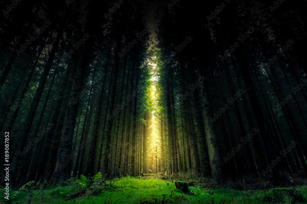 Beautiful mystical forest and sunbeam - Fantasy Wood