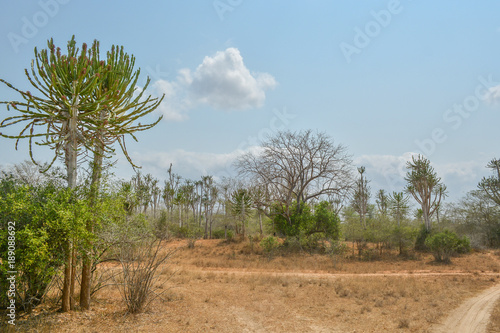 African savanna landscape with vegetation