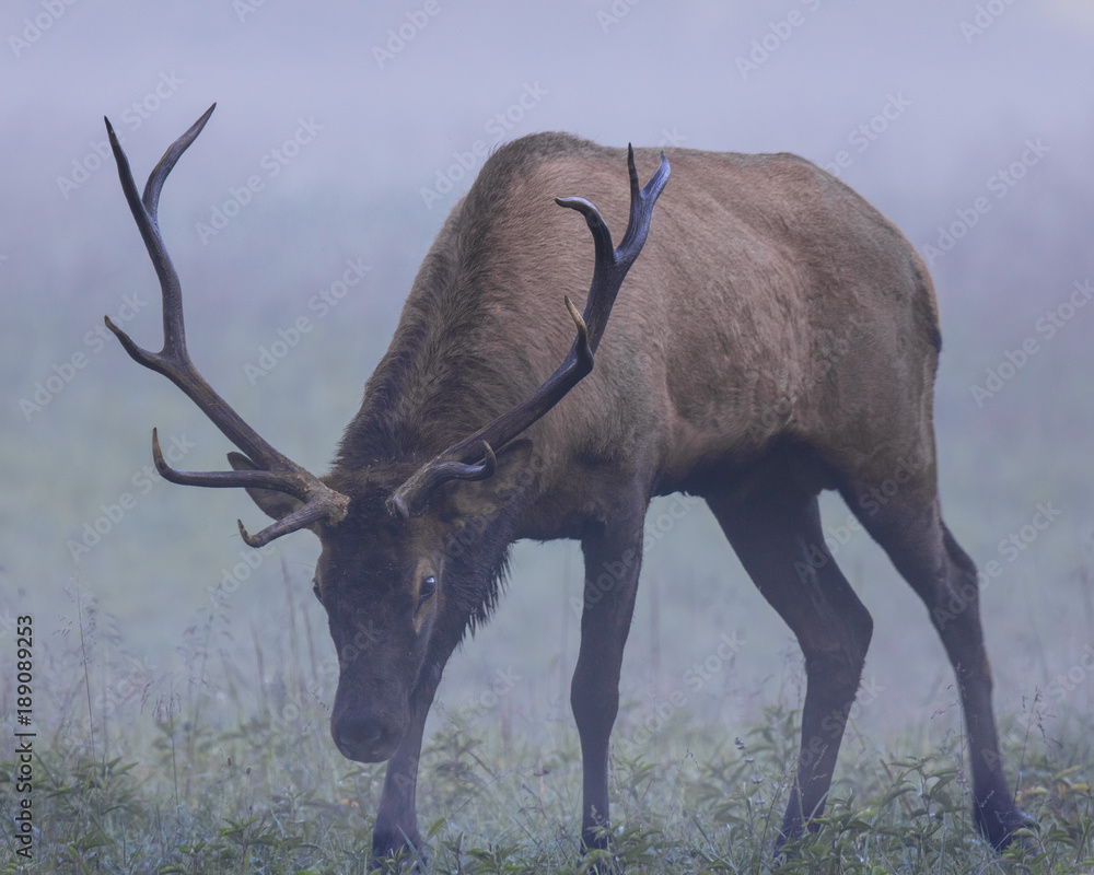 Elk
