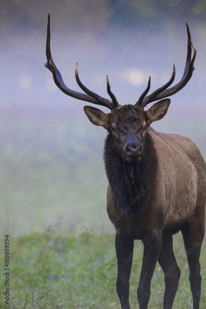Elk Elk