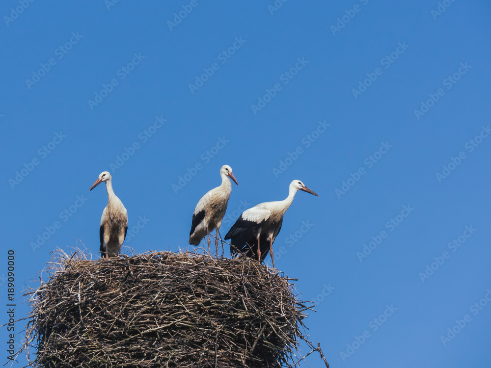 Fototapeta premium stork nest with three storks and blue sky