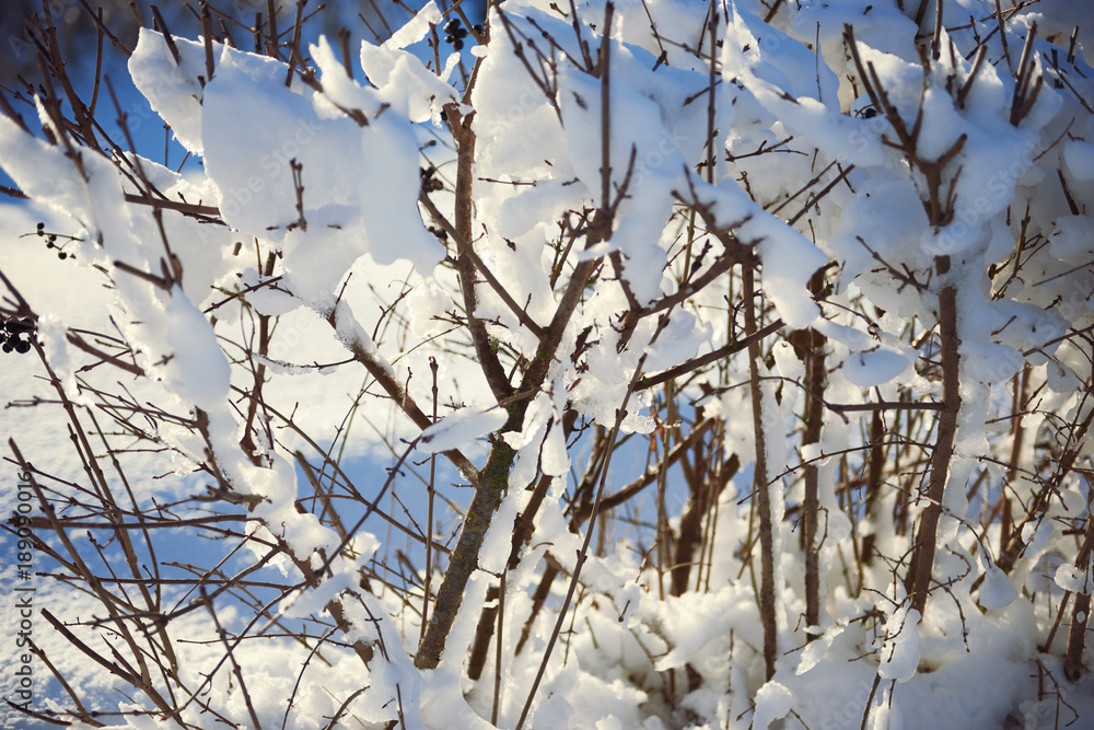 Naklejka premium snow covered branches as abstract background or winter landscape