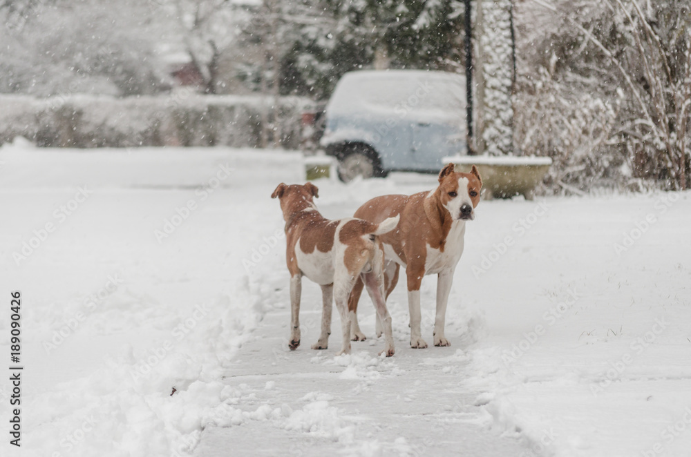 pair of terrier dogs outdoor in snow winter, dogs in fresh falling snow 