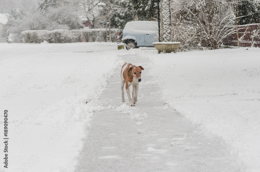 cute fox terrier dog portrait in snow winter