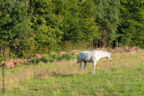 White horse on summer pasture