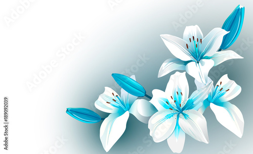 White and blue blooming flowers