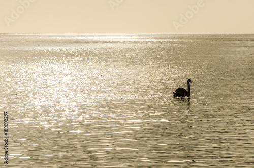Wallpaper Mural Schwan auf dem Meer vor Rügen Torontodigital.ca