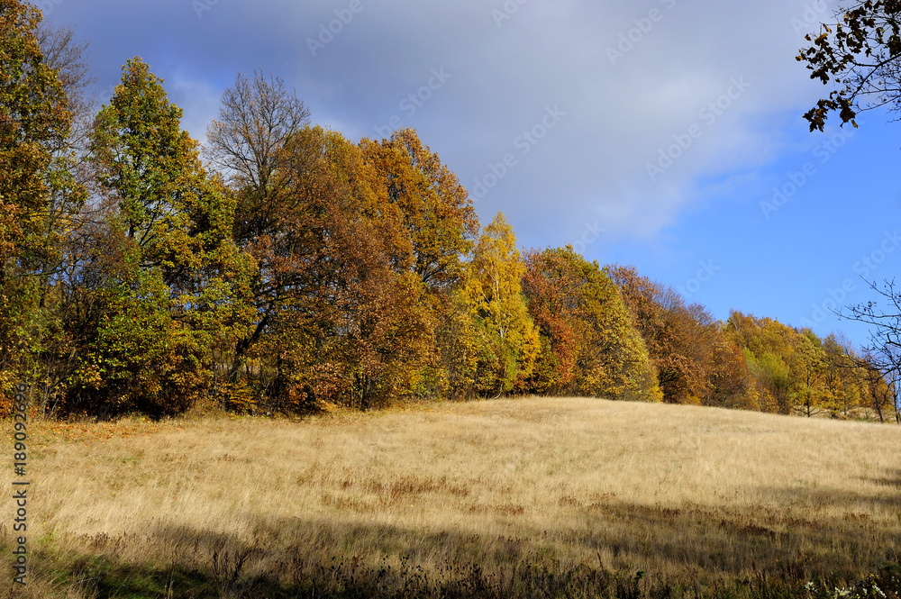 autumn, brown, forest, gold, horizontal, leaves, maple, nature, november, october, orange, outdoors, park, plant, scenics, season, tree, twig, vibrant, woods, yellow