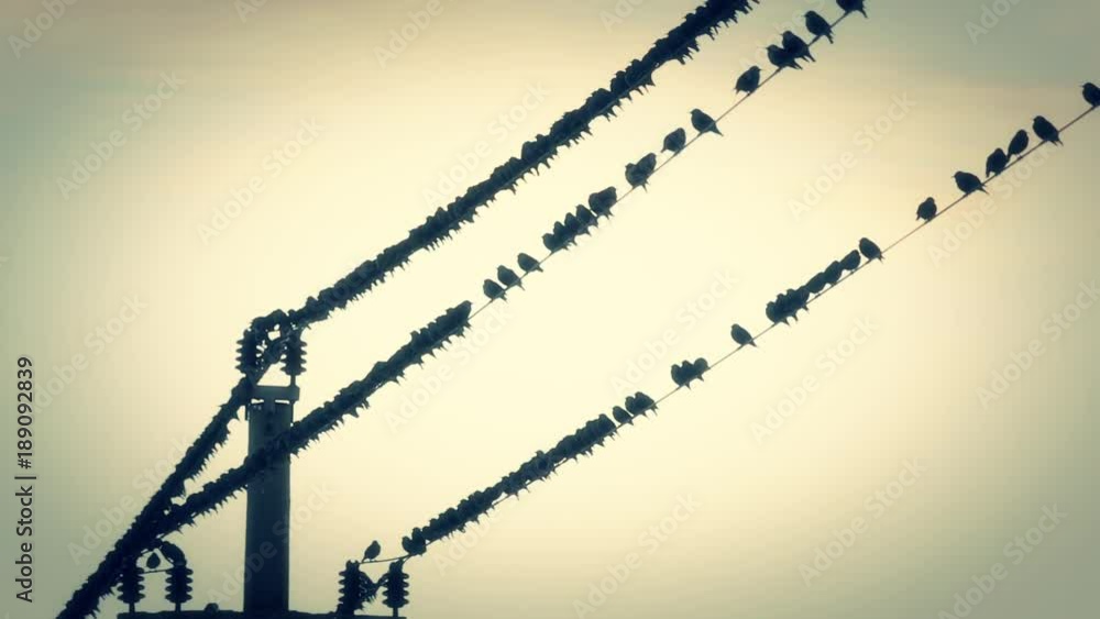 Birds on the wires at sunset Birds on the wires at sunset