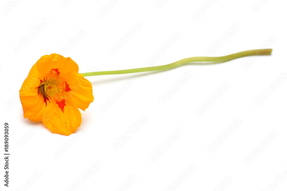 Orange nasturtium flowers isolated on white background. Flat lay, top view Orange nasturtium flowers isolated on white background. Flat lay, top view