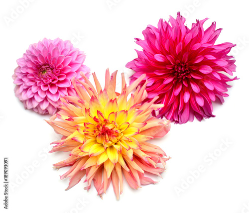 Bouquet of creative multi-colored flowers dahlia isolated on white background. Flat lay  top view