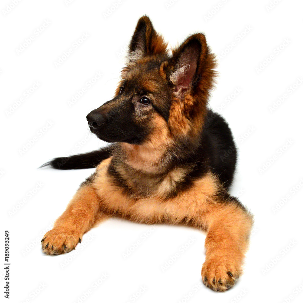 Fluffy German Shepherd dog isolated on white background. Puppy is beautiful, funny and attentive. Portrait, close-up. Sits and looks closely. Good, plush