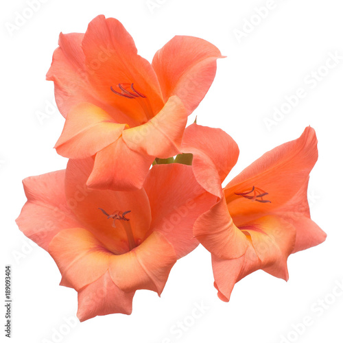 Beautiful orange fashionable gladiolus flower isolated on white background. Wedding bouquet of the bride