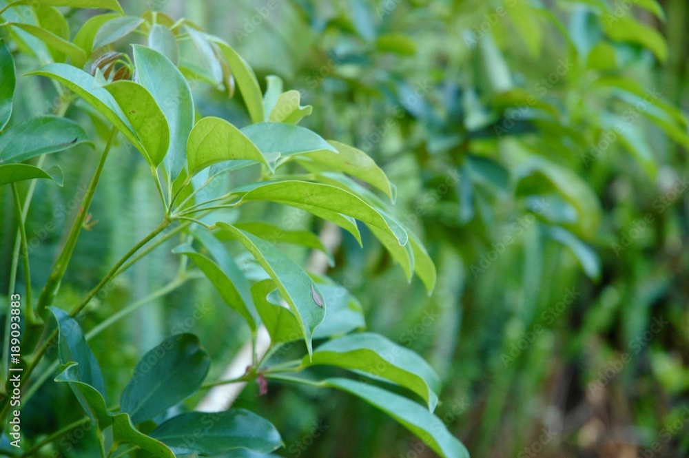 A close up of young green leaves. They are light green in colour. A close up of young green leaves. They are light green in colour.