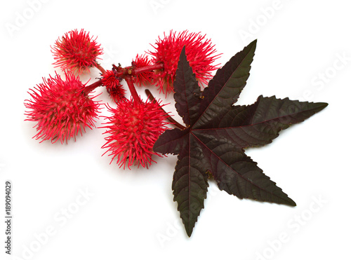 Castor oil plant, fruit Ricinus communis isolated on white background. Flat lay, top view photo