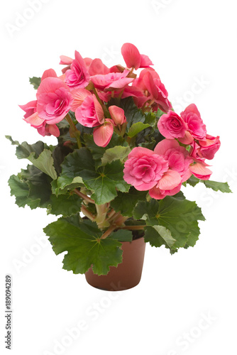 Begonia pink flowers in a pot isolated on white background. Flat lay, top view