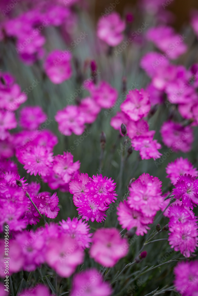 Field of purple flower blossoms