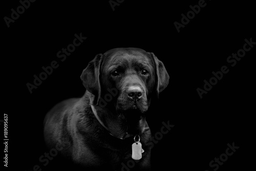 Chocolate Lab