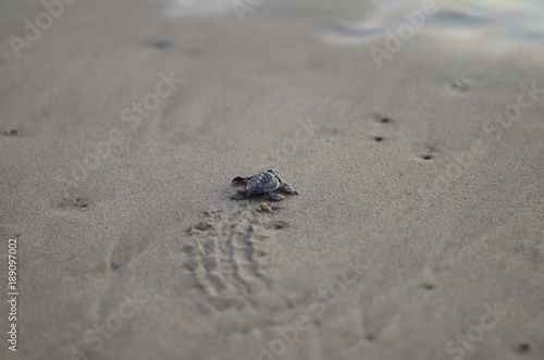 Baby Sea Turtle © Tanya