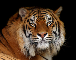 Fotobehang Tijger Imposante tijger in close-up  © StockphotoVideo