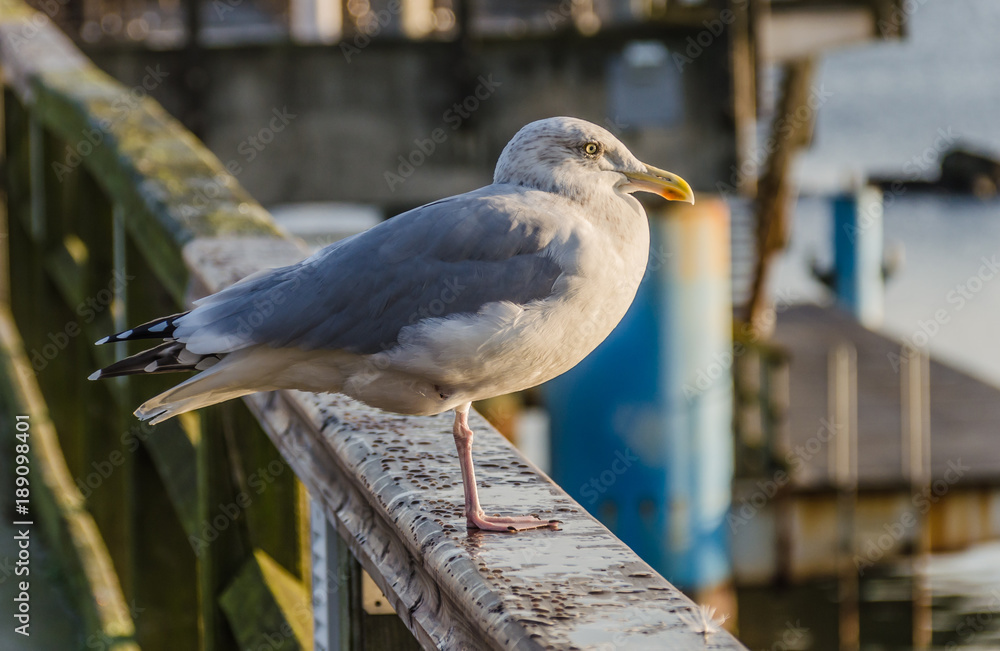 Naklejka premium Silbermöwe in Sellin auf Rügen
