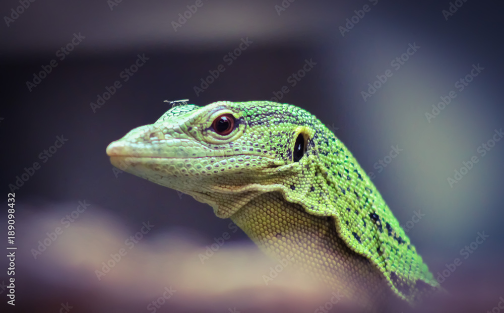 Fototapeta premium green lizard 3
