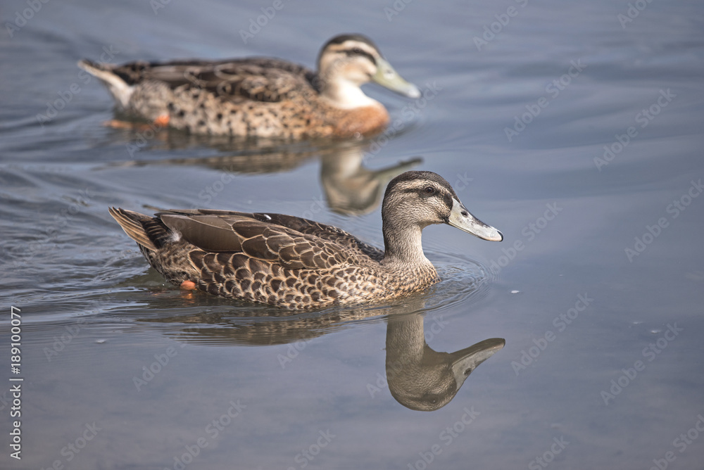 ducks on water ducks on water