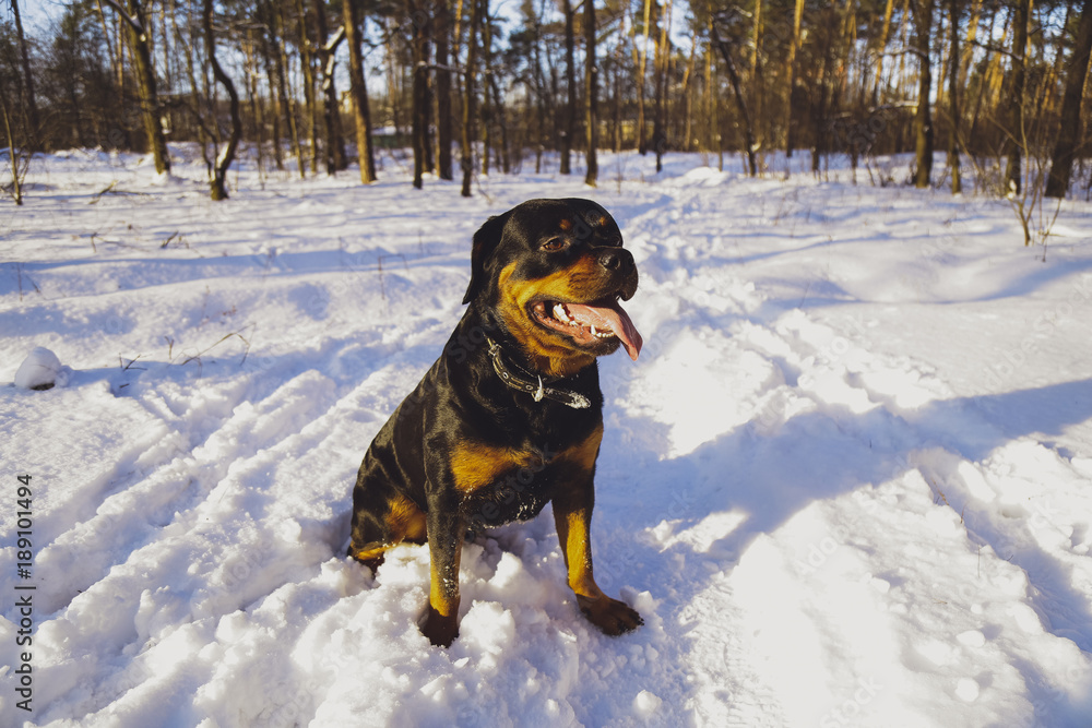 Beautiful Rottweiler dog in a winter snowy forest Beautiful Rottweiler dog in a winter snowy forest