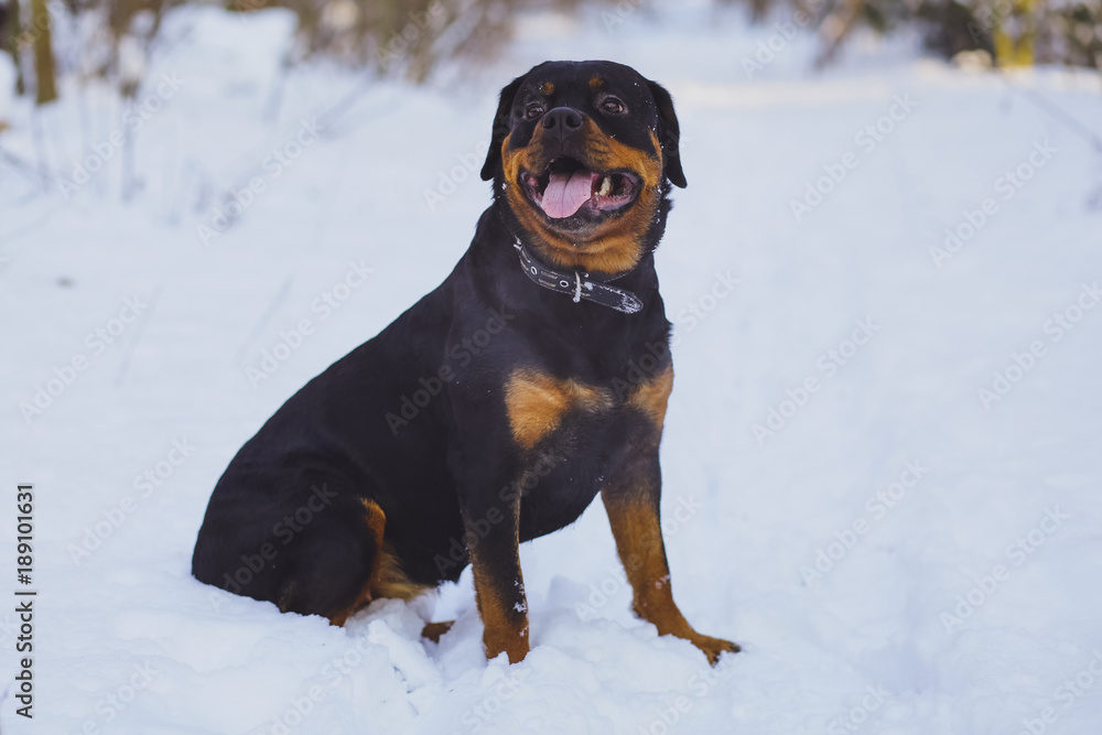 Beautiful Rottweiler dog in a winter snowy forest Beautiful Rottweiler dog in a winter snowy forest